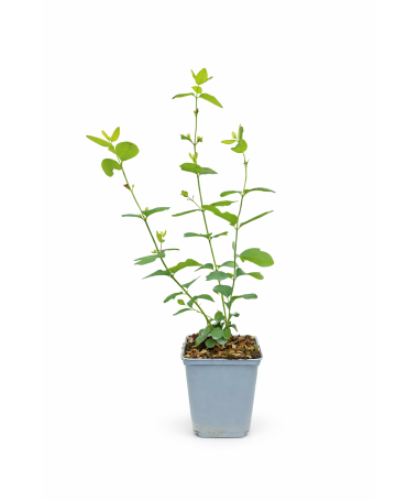 Symphorine Doorenbos ‘White Hedge’ P9/C1