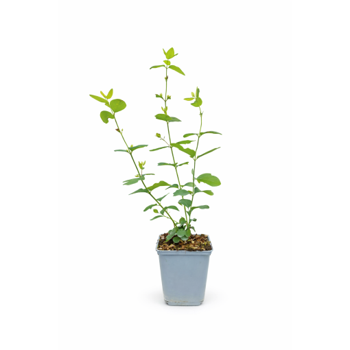 Symphorine Doorenbos ‘White Hedge’ P9/C1