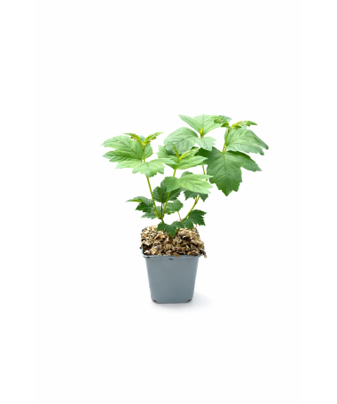 Viorne ‘Roseum’ P9/C1