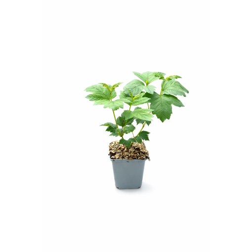 Viorne ‘Roseum’ P9/C1