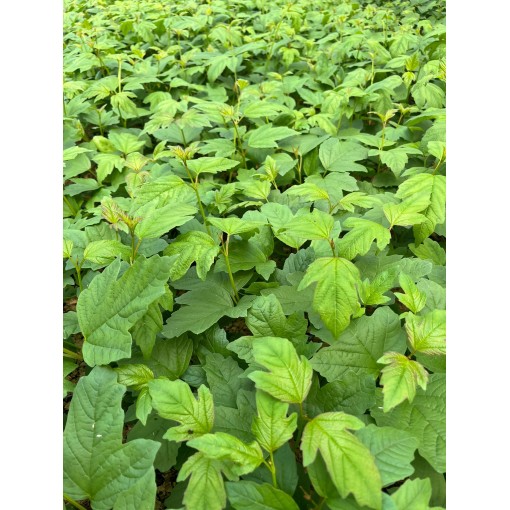 Viorne ‘Roseum’ P9/C1