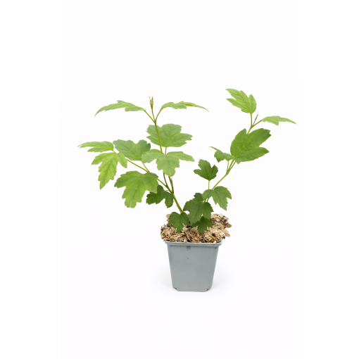 Viorne ‘Roseum’ P9/C1