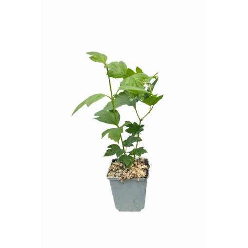 Viorne ‘Roseum’ P9/C1
