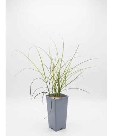Miscanthus chinois ‘Kleine Silberspinne’ C2