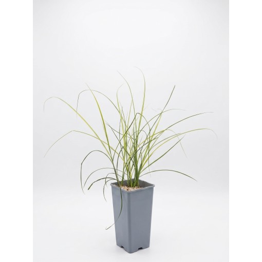 Miscanthus chinois ‘Kleine Silberspinne’ C2