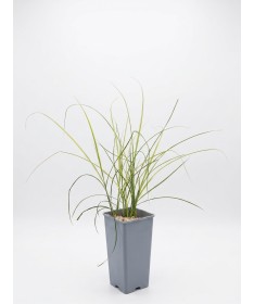 Miscanthus chinois ‘Kleine Silberspinne’ C2