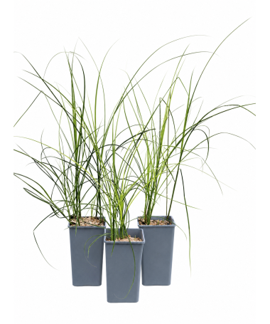 Miscanthus chinois ‘Kleine Silberspinne’ C2