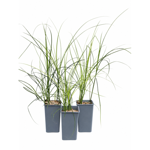 Miscanthus chinois ‘Kleine Silberspinne’ C2