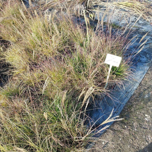 Miscanthus chinois 'Adagio' P9/C1