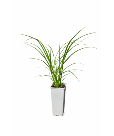 Herbe aux écouvillons japonaise ‘Black Beauty’ C2