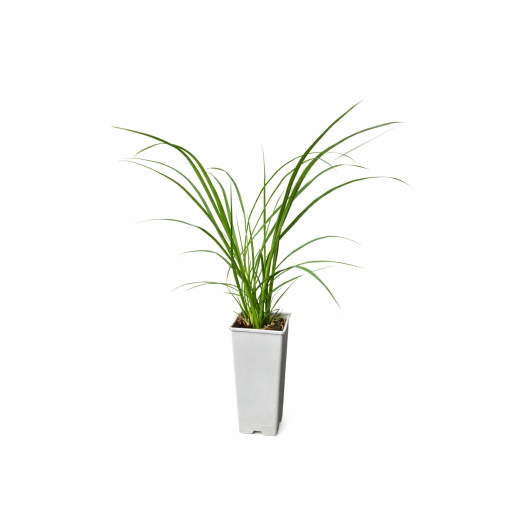 Herbe aux écouvillons japonaise ‘Black Beauty’ C2