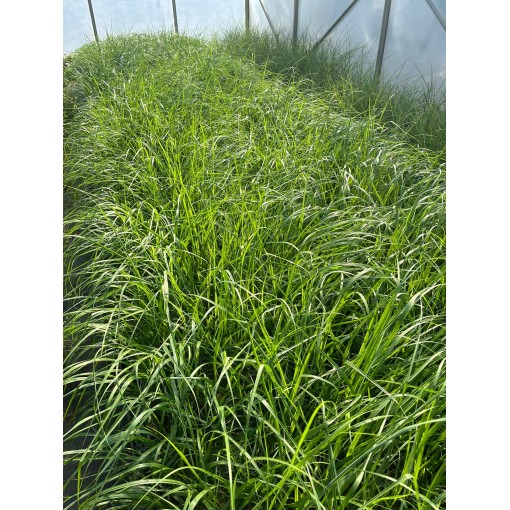 Herbe aux écouvillons japonaise ‘Black Beauty’ C2