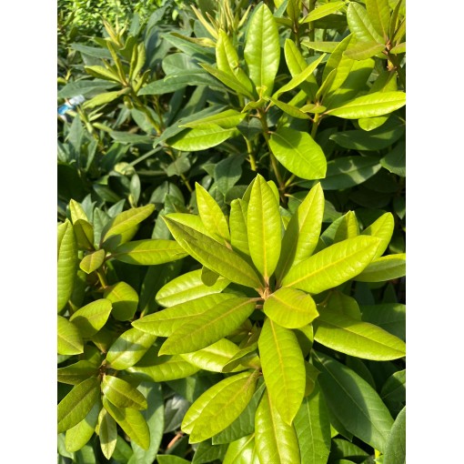 Rhododendron (Azalée) Lee’s Dark Purple C2