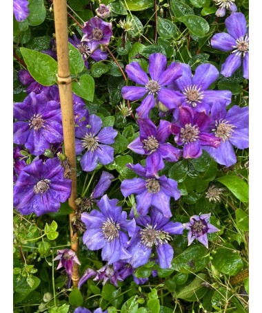 Clématite (à grandes fleurs) Ashva C4