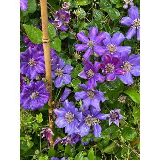 Clématite (à grandes fleurs) Ashva C4