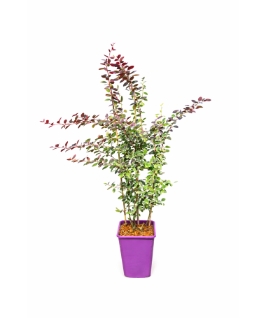 Épine-vinette de Thunberg Atropurpurea Nana C6