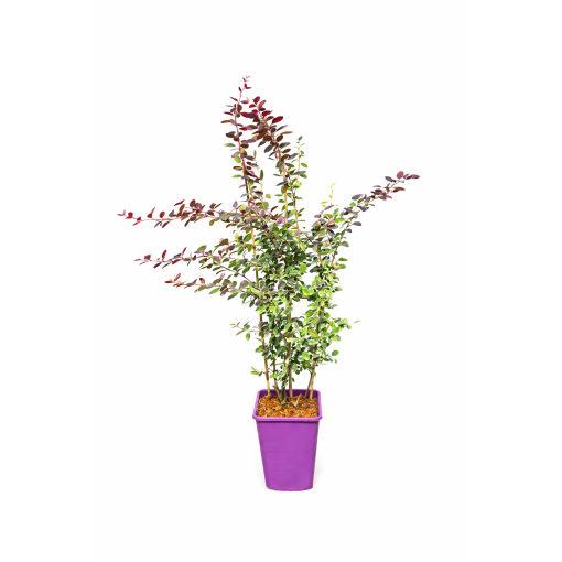 Épine-vinette de Thunberg Atropurpurea Nana C6