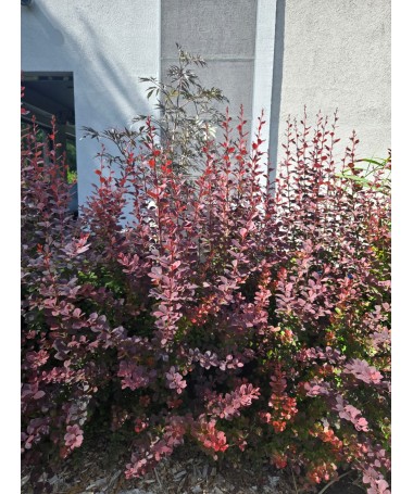 Épine-vinette de Thunberg Atropurpurea Nana C6