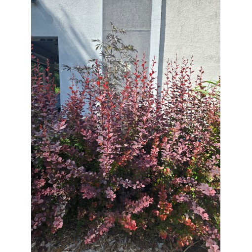 Épine-vinette de Thunberg Atropurpurea Nana C6