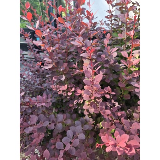 Épine-vinette de Thunberg Atropurpurea Nana C6