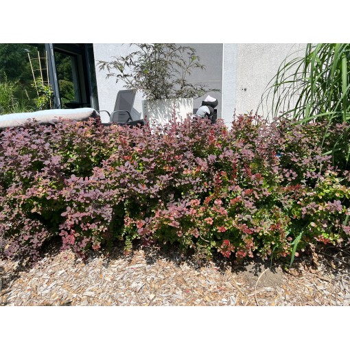 Épine-vinette de Thunberg Atropurpurea Nana C6