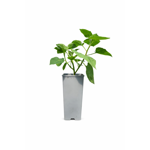 Physalis (Amour en cage / Coqueret du Pérou) C2