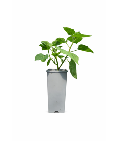 Physalis (Amour en cage / Coqueret du Pérou) C2