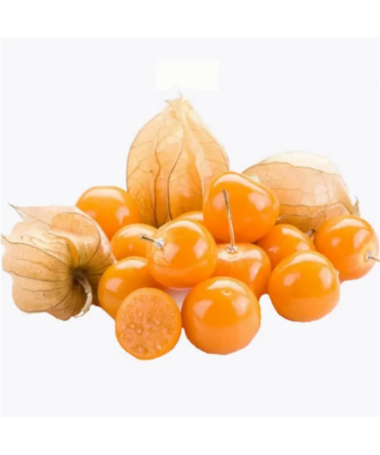 Physalis (Amour en cage / Coqueret du Pérou) C2