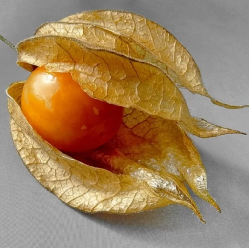 Physalis (Amour en cage / Coqueret du Pérou) C2