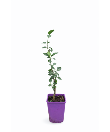 Lilas 'Sensation' C6 (greffé sur porte greffe)