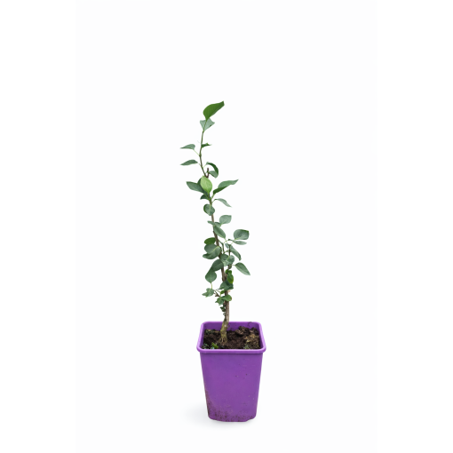 Lilas 'Sensation' C6 (greffé sur porte greffe)