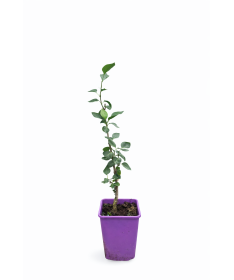 Lilas 'Sensation' C6 (greffé sur porte greffe)