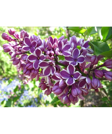 Lilas 'Sensation' C6 (greffé sur porte greffe)