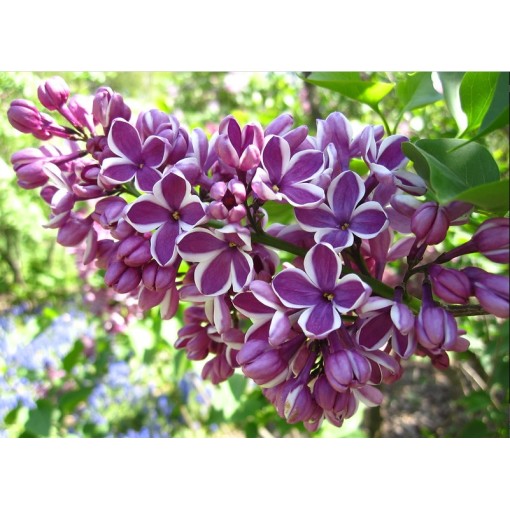 Lilas 'Sensation' C6 (greffé sur porte greffe)