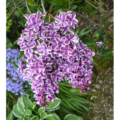 Lilas 'Sensation' C6 (greffé sur porte greffe)