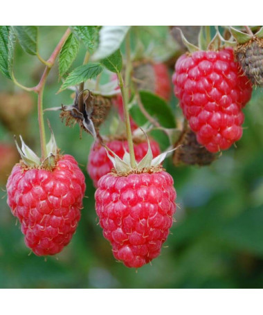 Framboise rouge 'Willamette' P9/C1