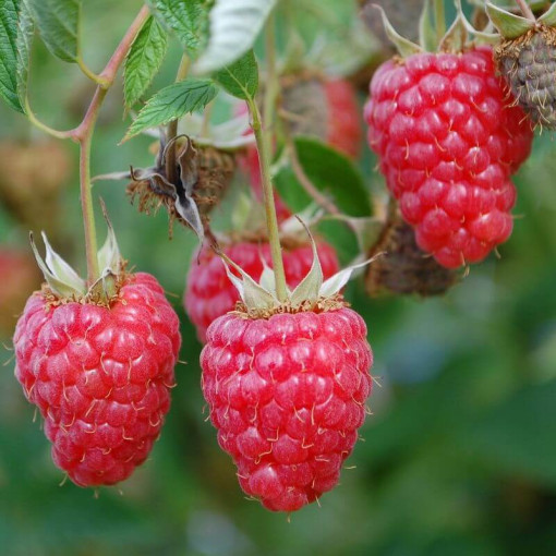 Framboise rouge 'Willamette' P9/C1