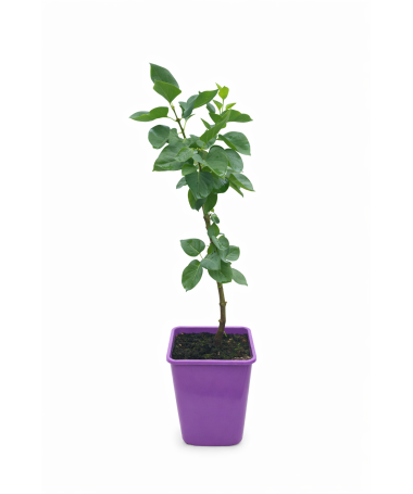 Lilas 'Profesor Hoser' C6 (greffé sur porte greffe)