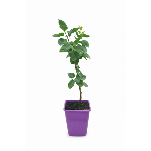 Lilas 'Profesor Hoser' C6 (greffé sur porte greffe)