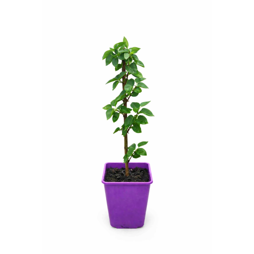 Lilas 'Ciel de Moscou' C6 (greffé sur porte greffe)