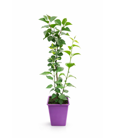 Lilas 'Andenken an Ludwig Späth' C6 (greffé sur porte greffe)