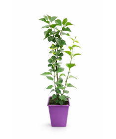 Lilas 'Andenken an Ludwig Späth' C6 (greffé sur porte greffe)
