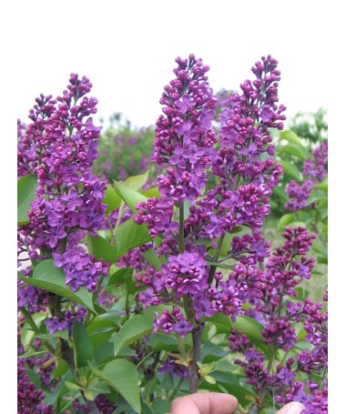 Lilas 'Andenken an Ludwig Späth' C6 (greffé sur porte greffe)