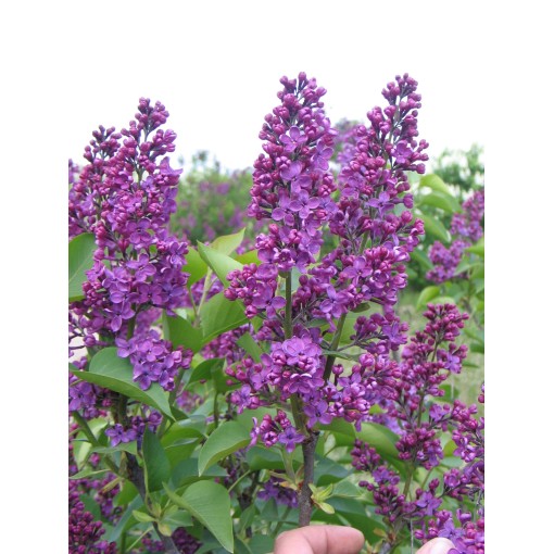 Lilas 'Andenken an Ludwig Späth' C6 (greffé sur porte greffe)