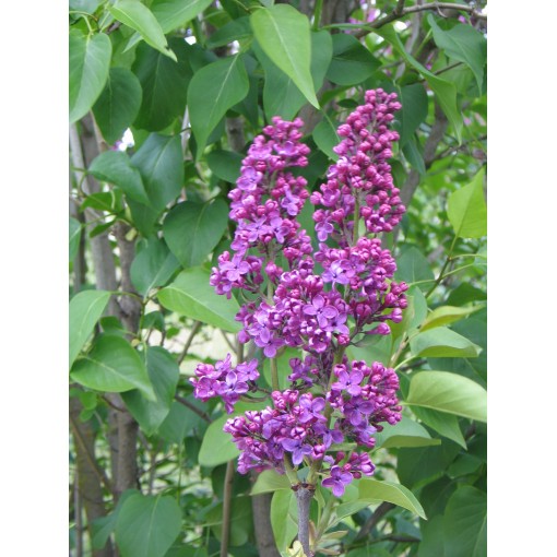 Lilas 'Andenken an Ludwig Späth' C6 (greffé sur porte greffe)