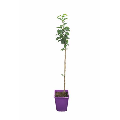 Lilas 'General Pershing' C6 (greffé sur porte greffe)