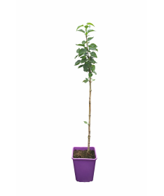 Lilas 'General Pershing' C6 (greffé sur porte greffe)