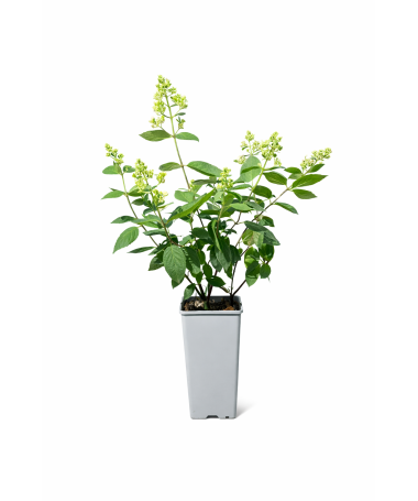 Hortensia paniculé 'Kyushu' C2