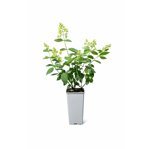 Hortensia paniculé 'Kyushu' C2