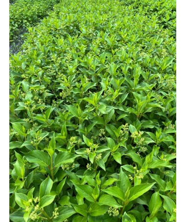 Hortensia paniculé 'Kyushu' C2